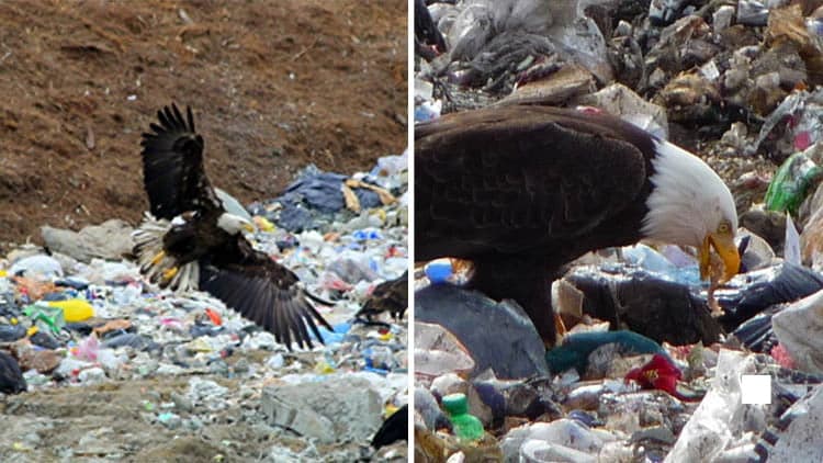 Cover Image for Bald Eagles, Symbol of America, Are Dumping Trash on the Seattle Suburbs