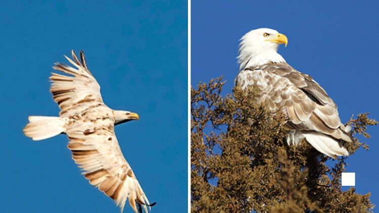 Cover Image for Leucistic bald eagles are rare due to their nearly all-white feathers.