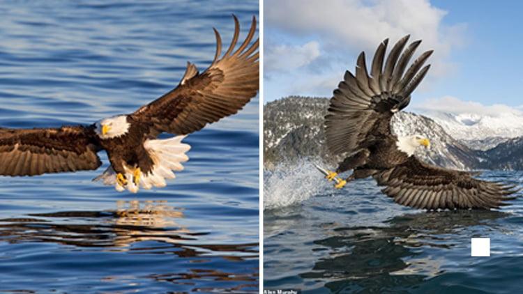 Cover Image for bald eagle pluck a fish from lake