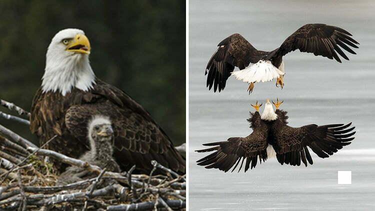 Cover Image for Bald eagle closer to coming off endangered species list