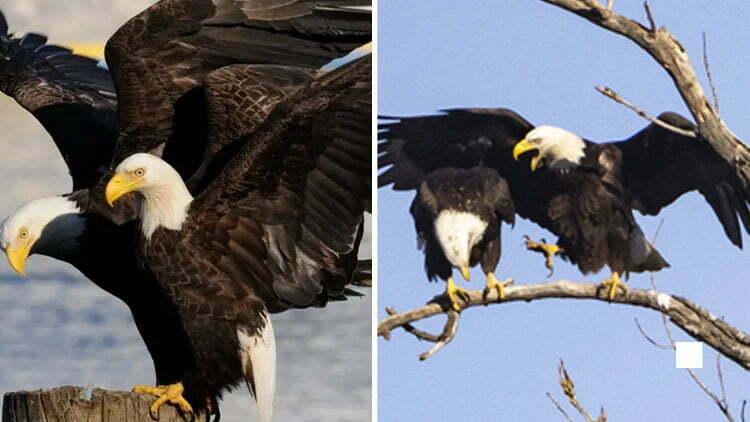 Cover Image for How Do Bald Eagles Mate?