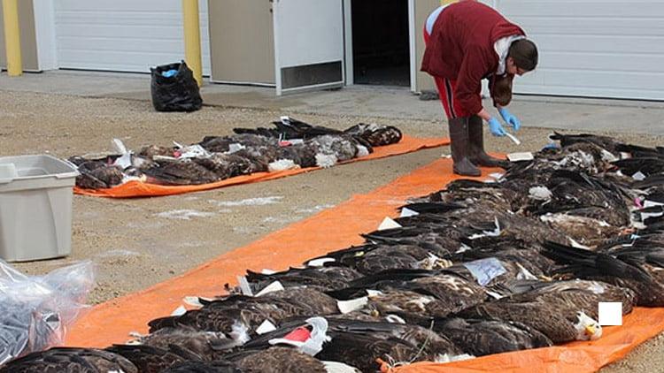 Cover Image for Bald Eagles Are Dying, and It’s Hunters Who Are Killing Them