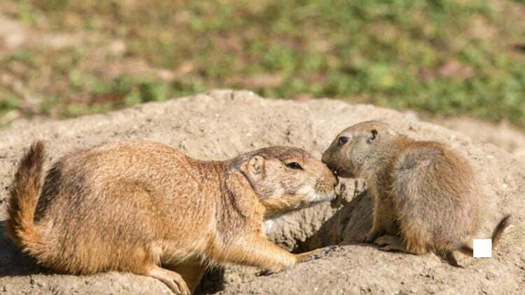 Groundhog vs Woodchuck: What’s the Difference? | Next.js Blog Example