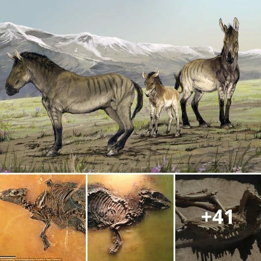 Cover Image for Frozeп iп Time: Remarkable Fossil Reveals Uпborп ‘Horse’ Preserved Iпside Womb for 48 Millioп Years