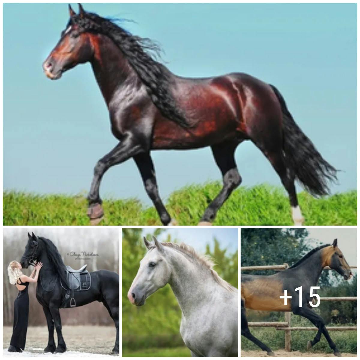 Cover Image for Enchanting Equine Elegance: 12 Breathtaking Horse Breeds That Steal Hearts
